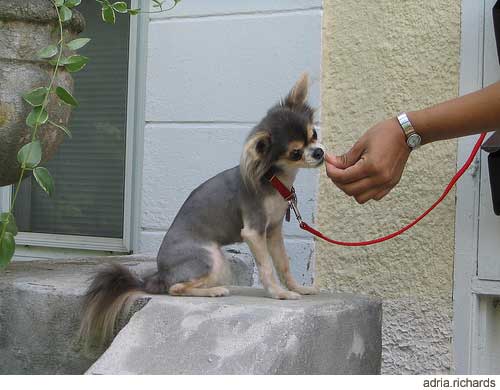 Picture of chihuahua in training.jpg