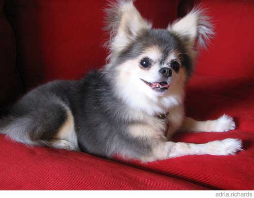 Picture of chihuahua.jpg