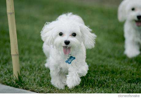 Picture of cute maltese dog.jpg