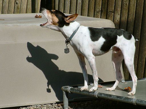 Picture of rat terrier barking.jpg