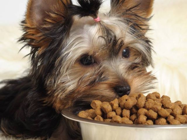 Picture of yorkie with nose in big bowl of food.jpg